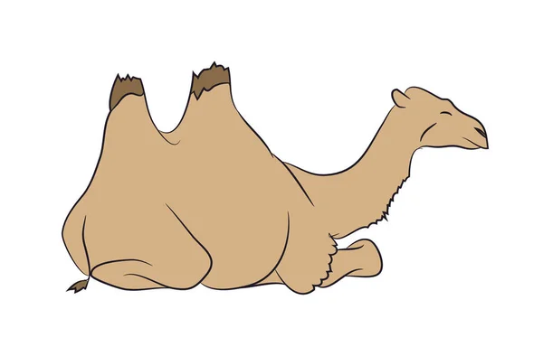 Brown Camel Lies Vector White Background — Stock Vector