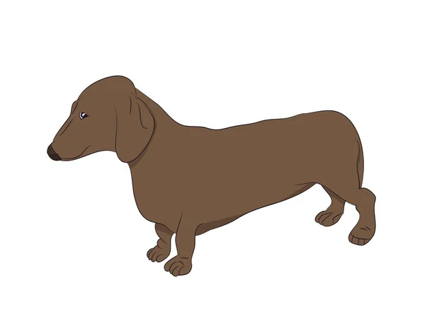 Dachshund Stands Dog Vector White Background — Stock Vector
