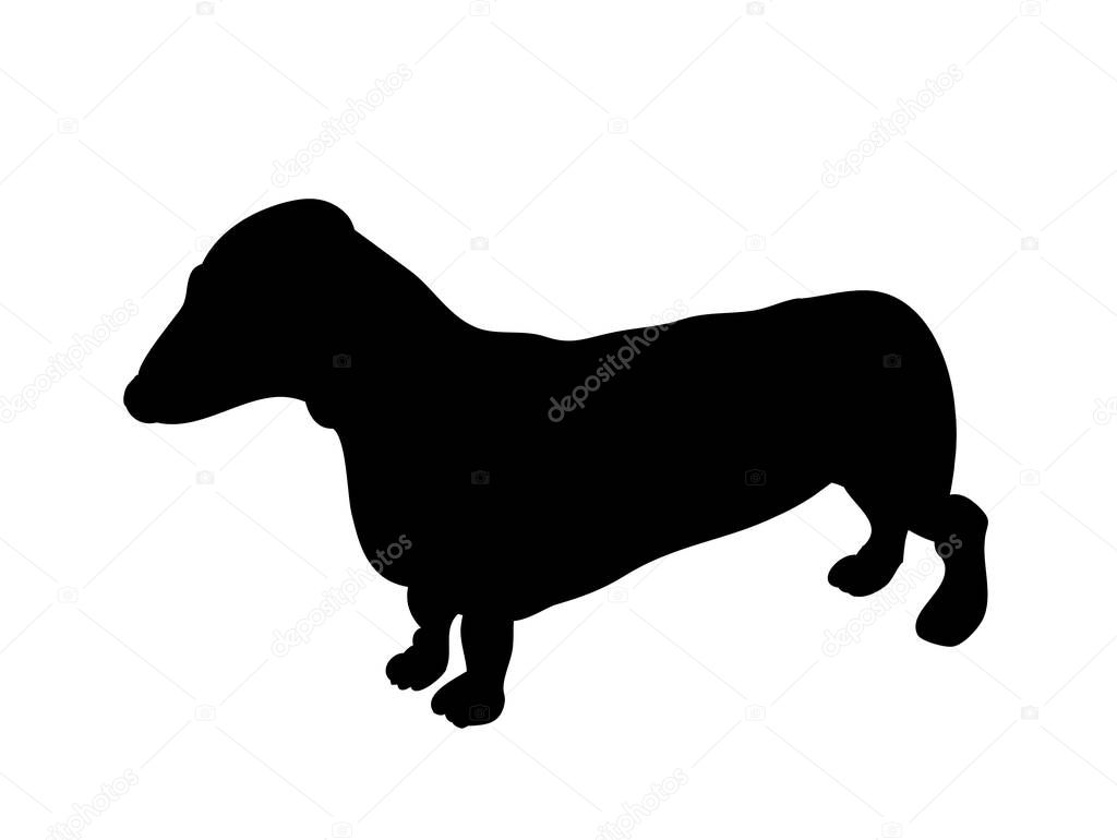 dachshund stands, dog, silhouette, vector, white background