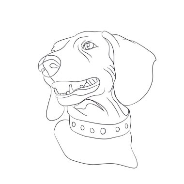 bir köpek, dachshund, çizgili, vektör, beyaz arka plan portresi