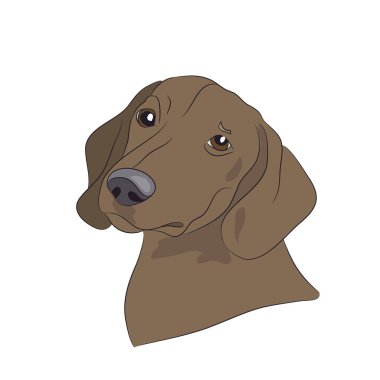 bir köpek, dachshund, göz profil portresi, vektör, beyaz arka plan