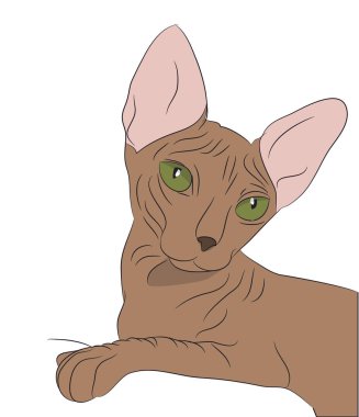 kedi portre, vektör, beyaz arka plan, kedi portre