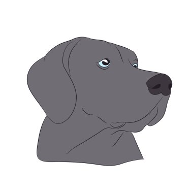 bir köpek portre profil, vektör, beyaz arka plan aşağı, bak