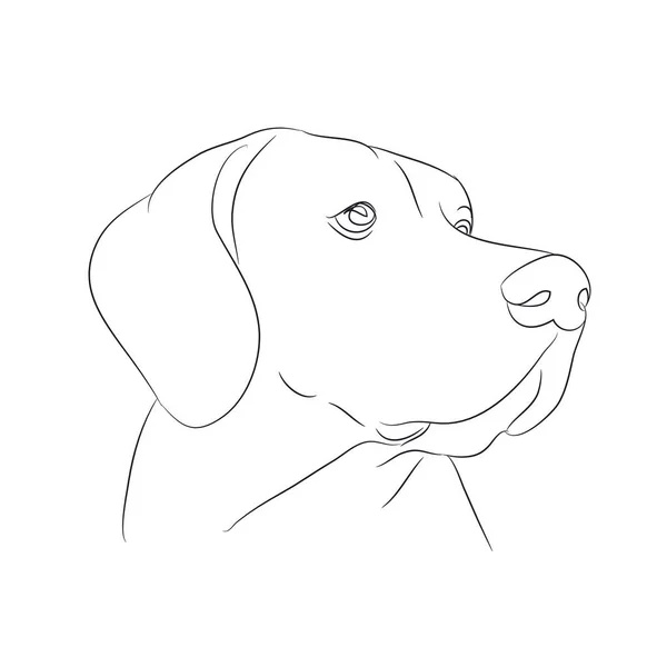 köpek portre Ines, çizgiler, vektör, beyaz arka plan
