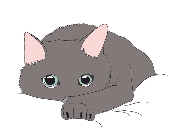 kedi portre, vektör, beyaz arka plan, kedi portre