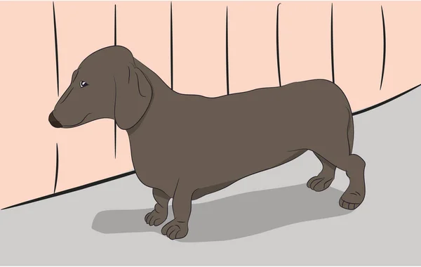 Cão Dachshund Está Sala Cão Vetor Marrom Sala — Vetor de Stock