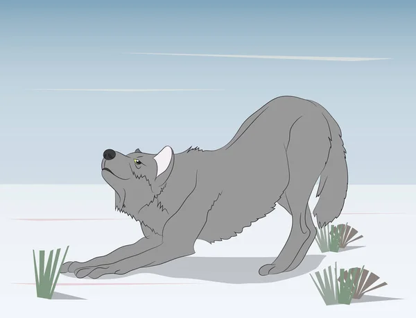 Wolf Auf Naturhintergrund Vektor Grauer Wolf Streckt Sich — Stockvektor