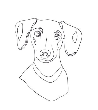 dog portrait ines, dachshund, lines, vector, white background clipart
