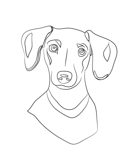 Hundeporträt Dackel Linien Vektor Weißer Hintergrund — Stockvektor