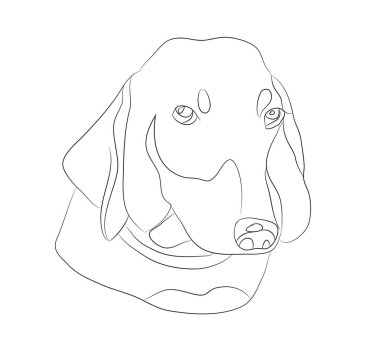 köpek portre Ines, dachshund, çizgiler, vektör, beyaz arka plan