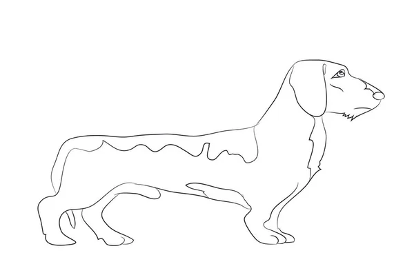 Dog Stands Dachshund Lines Vector White Background — Stock Vector