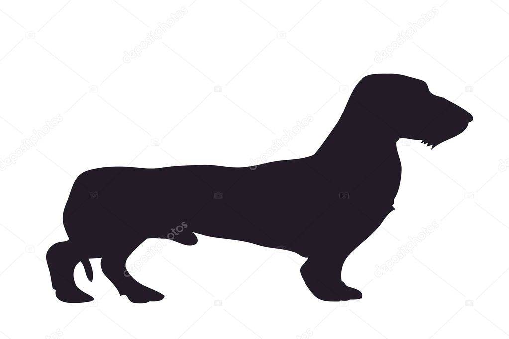 dog stands dachshund, silhouette, vector, white background