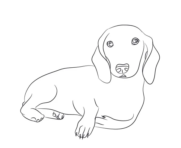 Ψέματα Σκύλου Είδος Γερμανικού Κυνηγετικού Σκύλου Γραμμές Διανυσματικά Λευκό Φόντο — Διανυσματικό Αρχείο