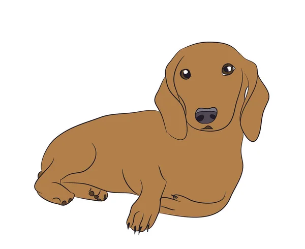 Dog Lies Dachshund Brown Vector White Background — Stock Vector