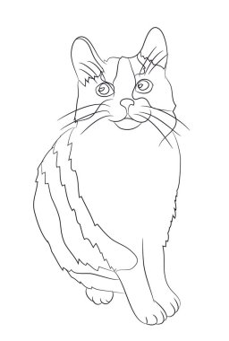 oturma çizim çizgileri, vektör, beyaz arka plan kedi