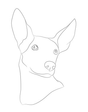 köpek portre Ines, çizgiler, vektör, beyaz arka plan