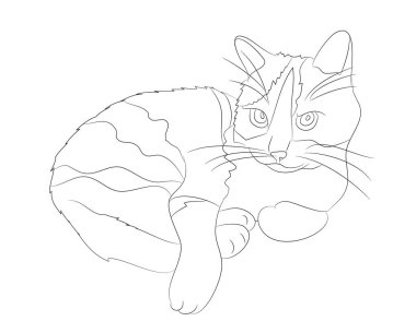 kedi yalancı çizim çizgileri, vektör, beyaz arka plan