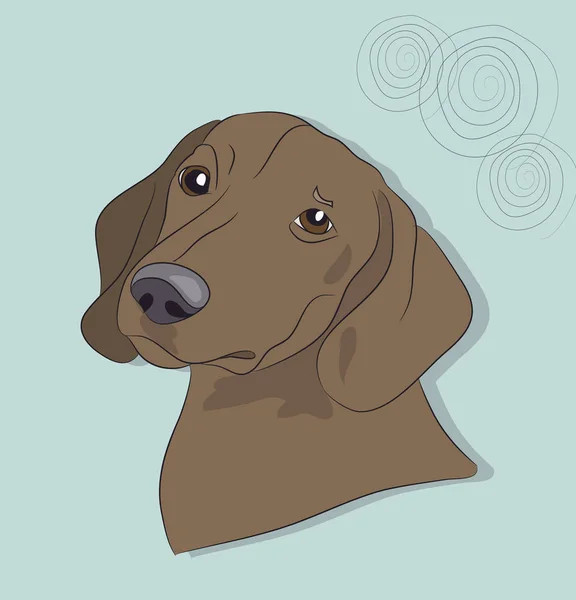 Retrato Perro Salchicha Fondo Pared Vector — Archivo Imágenes Vectoriales