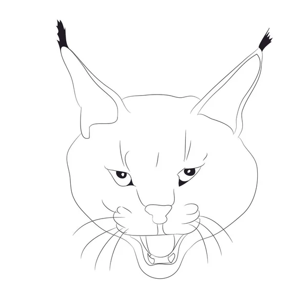 Portrait Lynx Dessinant Des Lignes Vecteur Fond Blanc — Image vectorielle