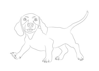 Dachshund köpek çizgiler, vektör, beyaz arka plan standları