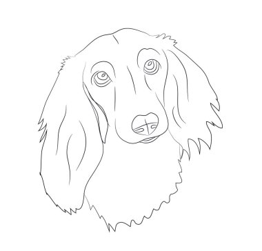 bir köpek, dachshund, çizgili, vektör, beyaz arka plan portresi