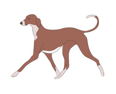 köpek çalışan renk, vektör, beyaz arka plan, vektör