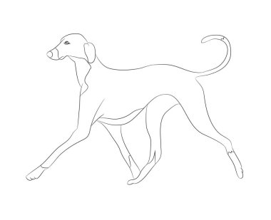 köpek çizgiler, vektör, beyaz arka planda çalışan, vektör