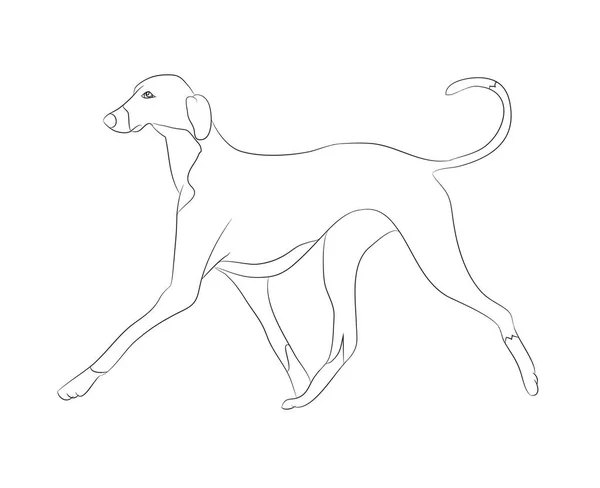Собака Біжить Лінії Вектор Білий Фон Вектор — стоковий вектор