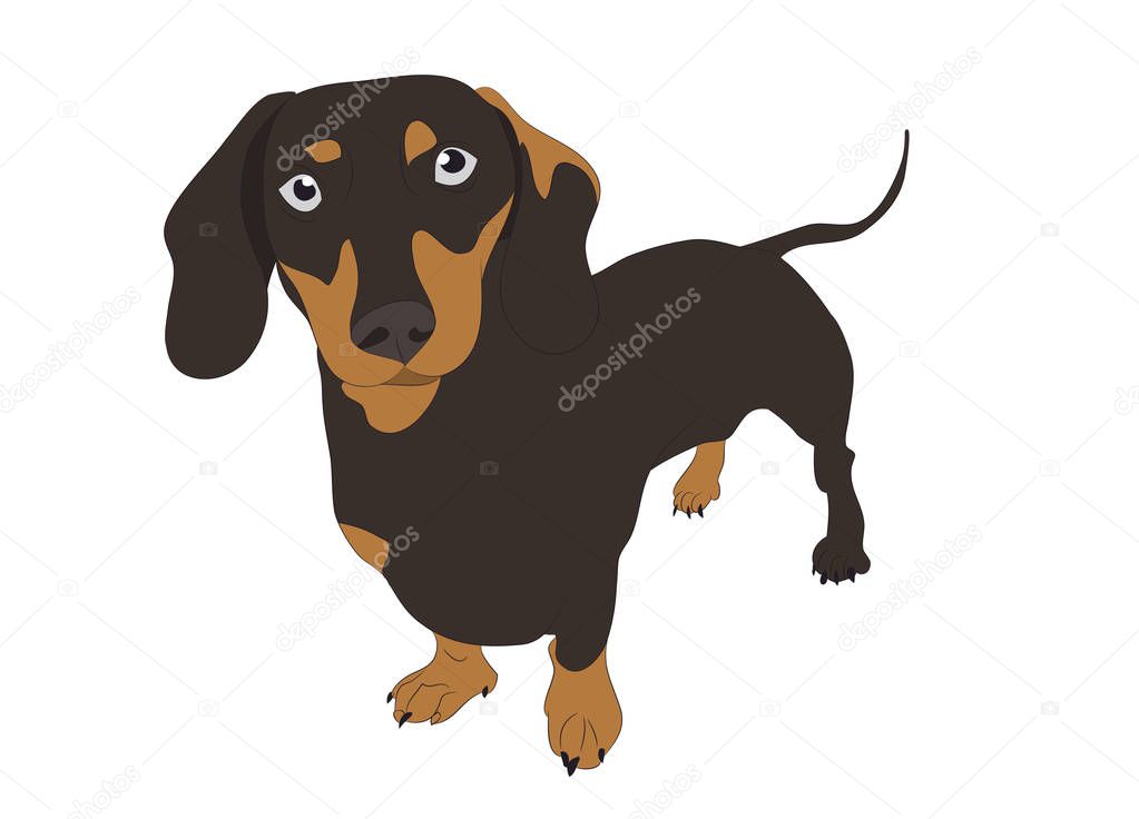 dog is a brown vector, White backgroun