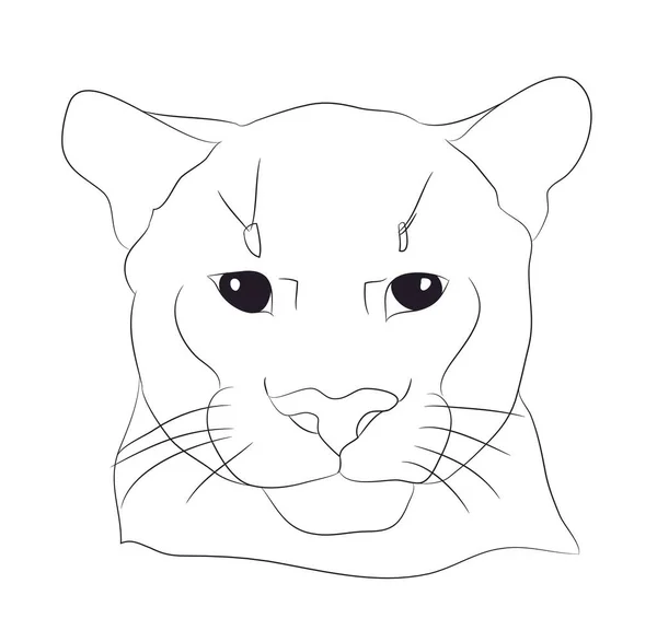 Retrato Puma Líneas Dibujo Vector Fondo Blanco — Archivo Imágenes Vectoriales