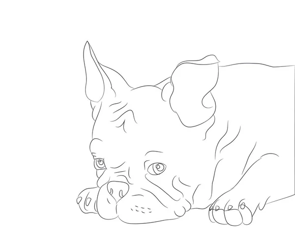 Hond Portret Lijnen Vector Witte Achtergrond — Stockvector