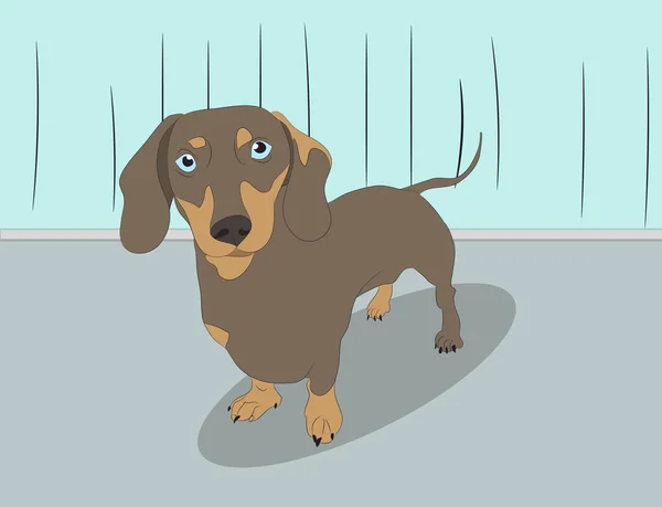 Perro Dachshund Encuentra Habitación Vector Marrón Habitación — Vector de stock