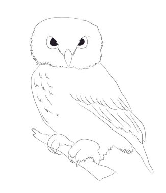 baykuş standları çizim çizgileri, vektör, beyaz arka plan