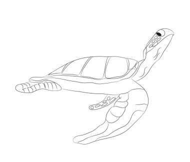 Kaplumbağa çizim çizgileri, vektör, beyaz arka plan yüzüyor
