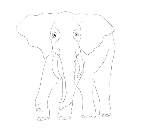 Слон Графическая Линия Идет Вектор Белый Фон — стоковый вектор