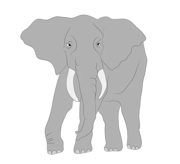 灰色の象歩くベクトル 白い背景 ベクトル — ストックベクタ