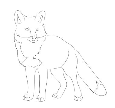 fox oturma çizim çizgileri, vektör, beyaz arka plan