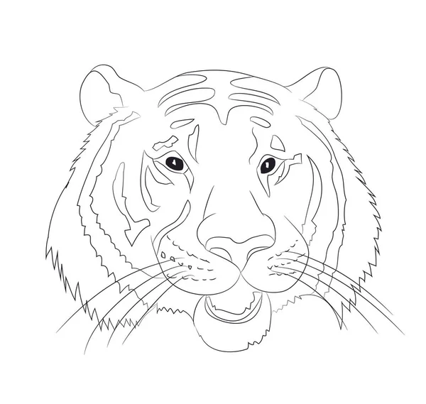 Portrait Tiger Lines Vector White Background — Stock Vector