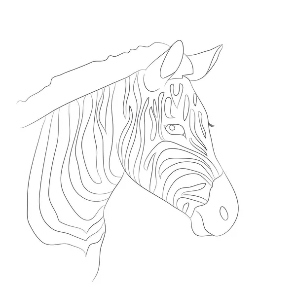 Retrato Zebra Linhas Desenho Vetor Fundo Branco — Vetor de Stock