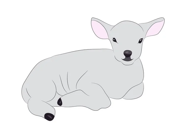 Lamb Drawing Color Vector White Background — Stock Vector