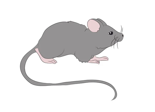 Mouse Drawing Color Vector White Background — Stock Vector