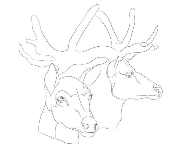 Deer Portrait Lines Vector White Background — Stock Vector