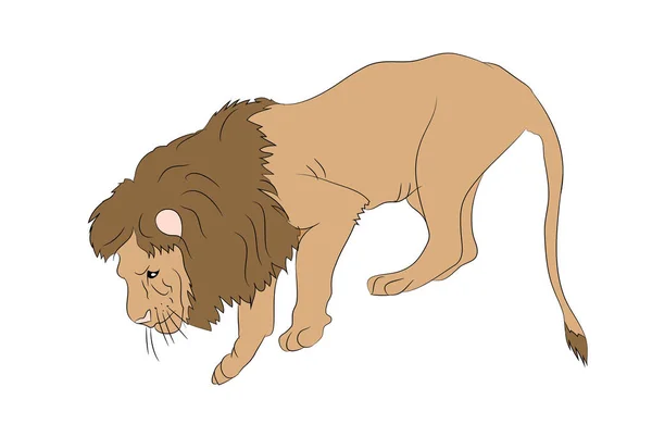 Vektor Illustration Eines Löwen Der Steht Vektor Weißer Hintergrund — Stockvektor