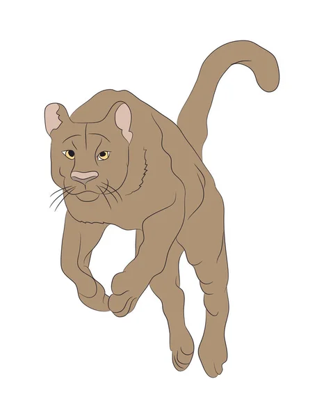 Vector Illustration Lioness Color Vector White Background — Stock Vector