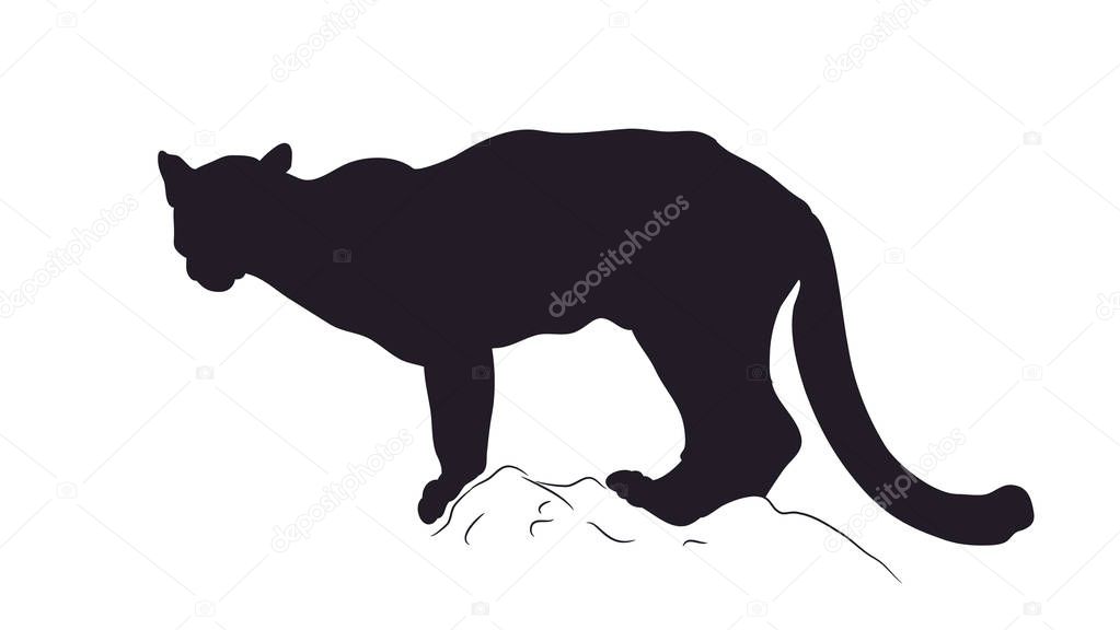 Vector illustration  panther silhouette, vector, white background