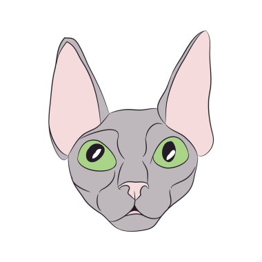 kedi portre, vektör, beyaz arka plan, renk çizim