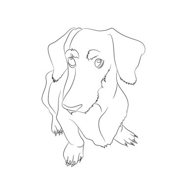 Oturur, çizgiler vektör, beyaz arka plan çizim bir dachshund vektör çizim