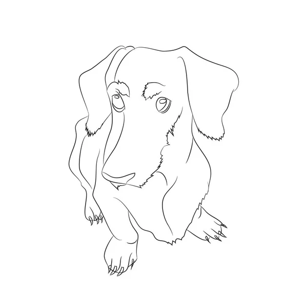 Vector Illustration Dachshund Sits Drawing Lines Vector White Background — Stock Vector