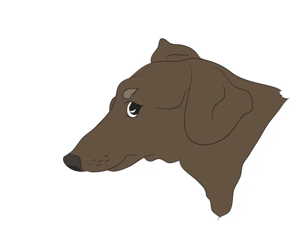 Profil Porträtt Hund Tax Titta Ner Vektor Vit Bakgrund — Stock vektor