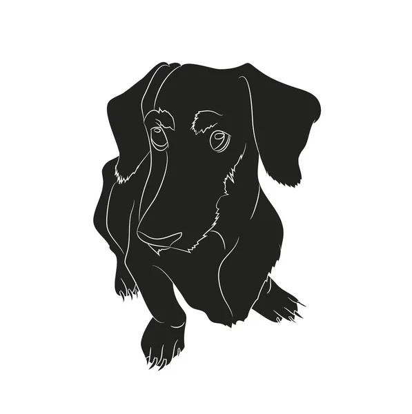 Ilustração Vetorial Dachshund Que Senta Silhueta Vetor Fundo Branco —  Vetores de Stock